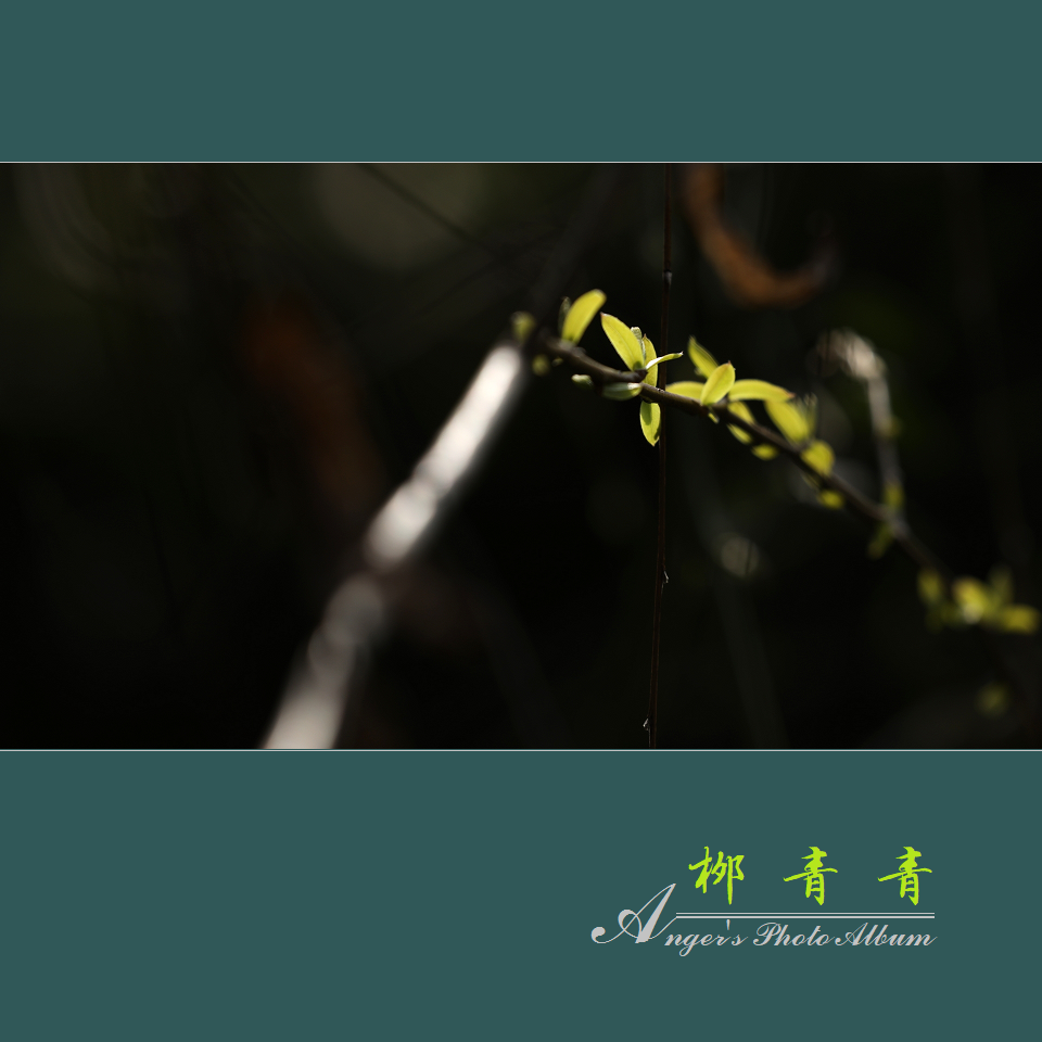 【琼瑶全集】杨柳青青 七