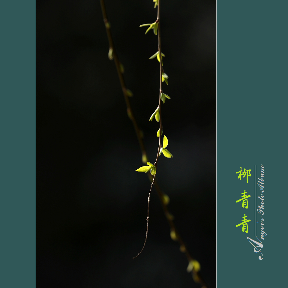 【琼瑶全集】杨柳青青电子书下载