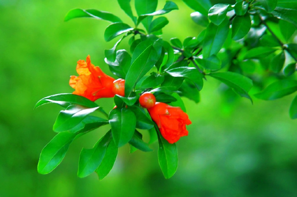 【琼瑶全集】石榴花 六