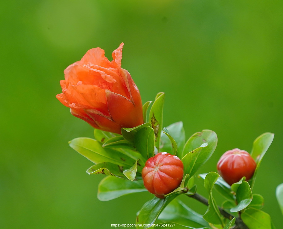 【琼瑶全集】石榴花电子书下载